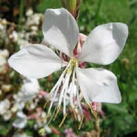 Rosa Gaura Blumensamen zur Aussaat – Landhaus Garten wichtig – Traditionssorte & ohne Gentechnik Samen Hausgarten
