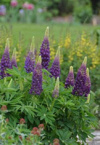 Lupine Popsicle Blau Samen leuchtend Lupine Blumen