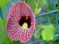 Aristolochia (aristolochia elegans) samen for anpflanzung in home garten
