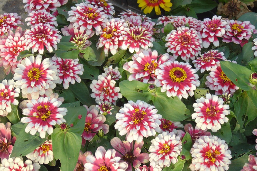 Rot (rot cream) samen for anpflanzung in home garten
