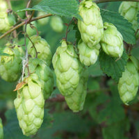 Humulus Lupulus Blumensamen zur Aussaat – saisonal Dauerblüher – Traditionssorte & ohne Gentechnik Samen Hausgarten