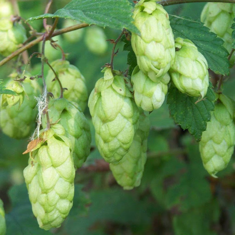 Humulus Lupulus Blumensamen zur Aussaat – saisonal Dauerblüher – Traditionssorte & ohne Gentechnik Samen Hausgarten