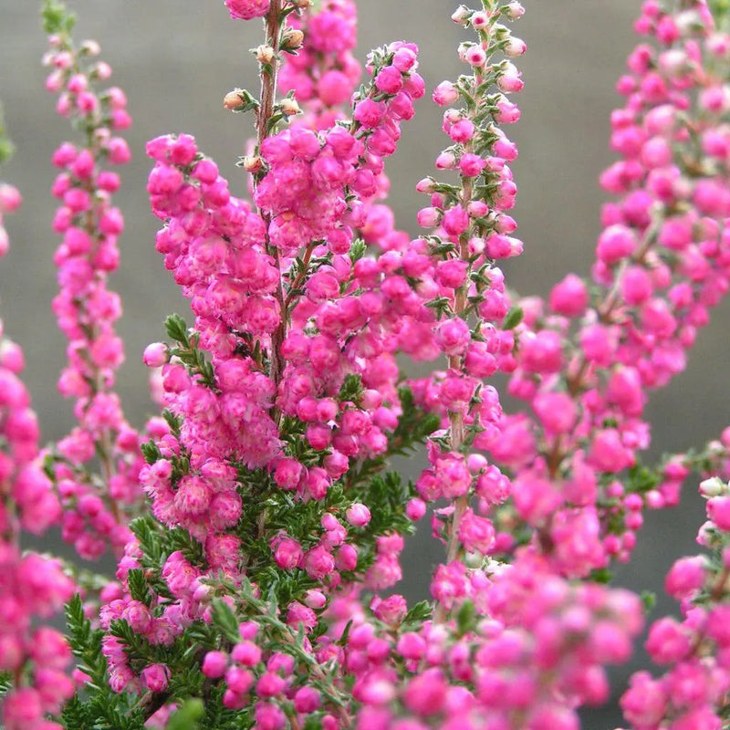 Calluna Vulgaris Blumensamen zur Aussaat – Bestäuber freundlich – Traditionssorte & ohne Gentechnik Samen Hausgarten