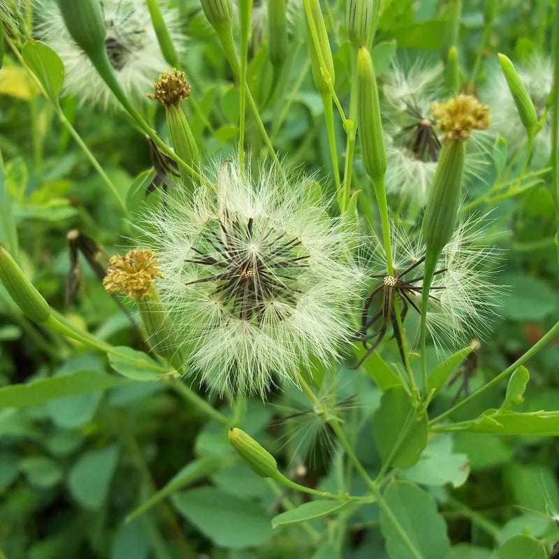 Papalo Blumensamen zur Aussaat – robust Sorte – Traditionssorte & ohne Gentechnik Samen Hausgarten