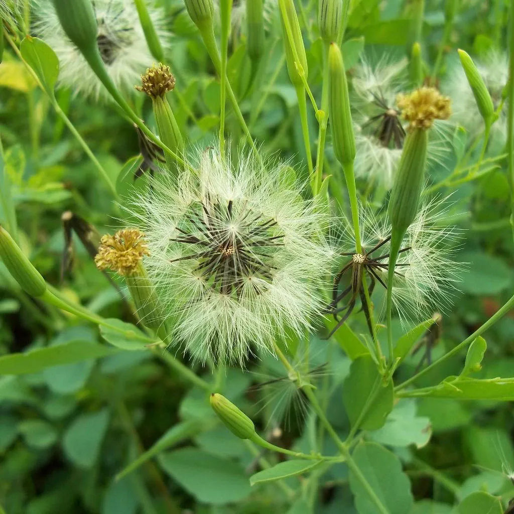 Papalo Blumensamen zur Aussaat – robust Sorte – Traditionssorte & ohne Gentechnik Samen Hausgarten