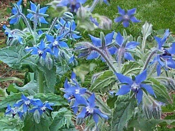 blue star borage Kräuterpflanze borago officinalis flower samen
