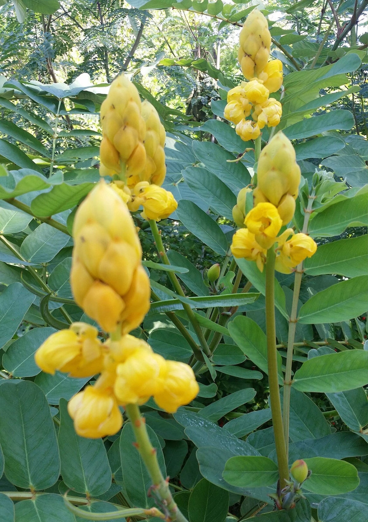 Cassia (cassia alata) samen for anpflanzung in home garten