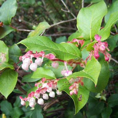 salal berry gaultheria shallon shrub samen pink white flowers blue fruit