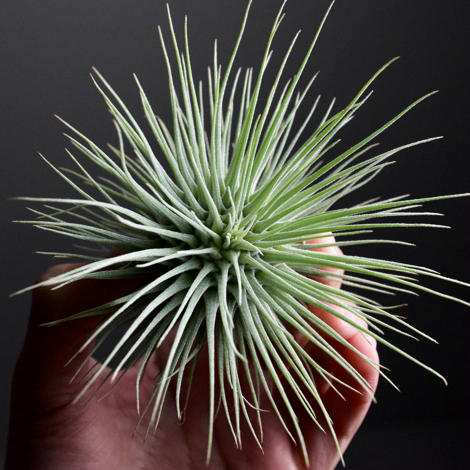 Tillandsia Fuchsii Blumensamen zur Aussaat – Bestäuber freundlich – Traditionssorte & ohne Gentechnik Samen Hausgarten