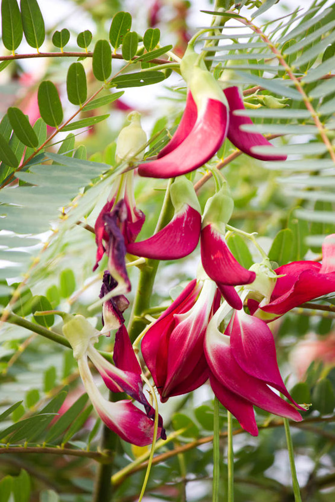 Sesbania Grandiflora Blumensamen zur Aussaat duftend Blüten Traditionssorte & ohne Gentechnik Samen Hausgarten