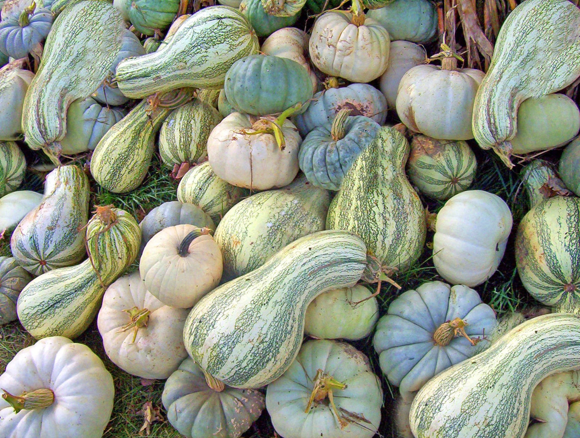 Cushaw Pumpkin Samen für einfache Aussaat