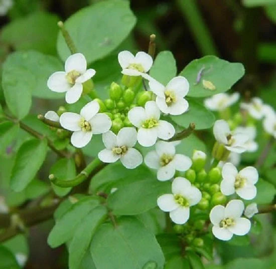 Kapuzinerkresse Officinale Blumensamen zur Aussaat – farbenfroh Schau – Traditionssorte & ohne Gentechnik Samen Hausgarten