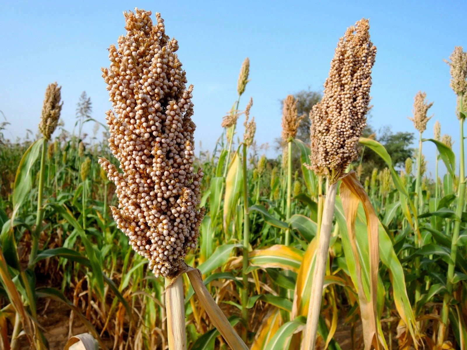 Rot Sorghum Gemüse Samen zum Pflanzen