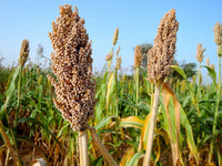 Rot Sorghum Gemüse Samen zum Pflanzen