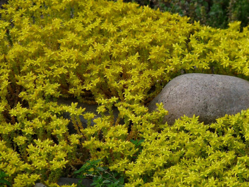 Sedum (sedum golden) samen for anpflanzung in home garten