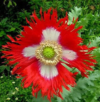 Rot Gelb Danish Flag Blumensamen zur Aussaat leuchtend Einjährige a farbenfroh Garten