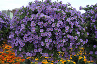Lila Bacopa Blutopia Blumensamen zur Aussaat – Garten beliebt – Traditionssorte & ohne Gentechnik Samen Hausgarten