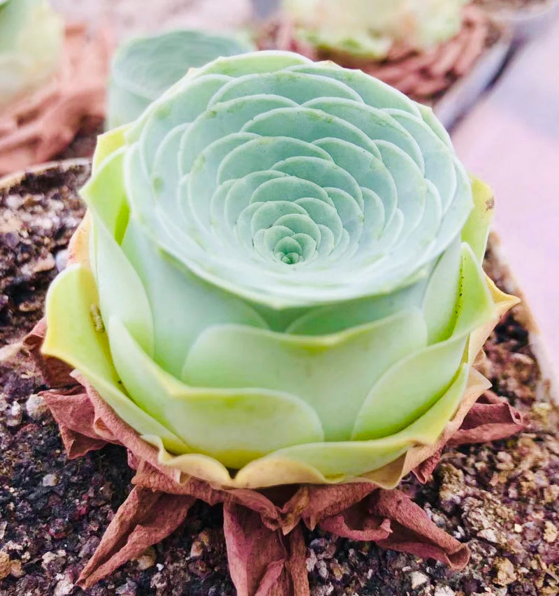 Greenovia Blumensamen zur Aussaat – Gorgeous mehrjährige Blüten für Ihren Garten