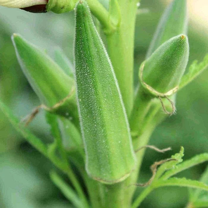 Green Okra Samen zum Pflanzen  Gemüse Garden Essentials