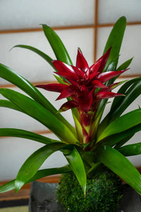 Rot Bromeliad Blumensamen zur Aussaat Garten beliebt Traditionssorte & ohne Gentechnik Samen Hausgarten