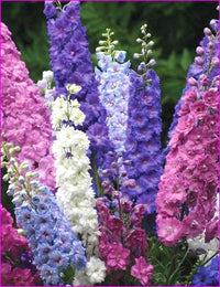 Larkspur Blumensamen zur Aussaat – Garten beliebt – Traditionssorte & ohne Gentechnik Samen Hausgarten