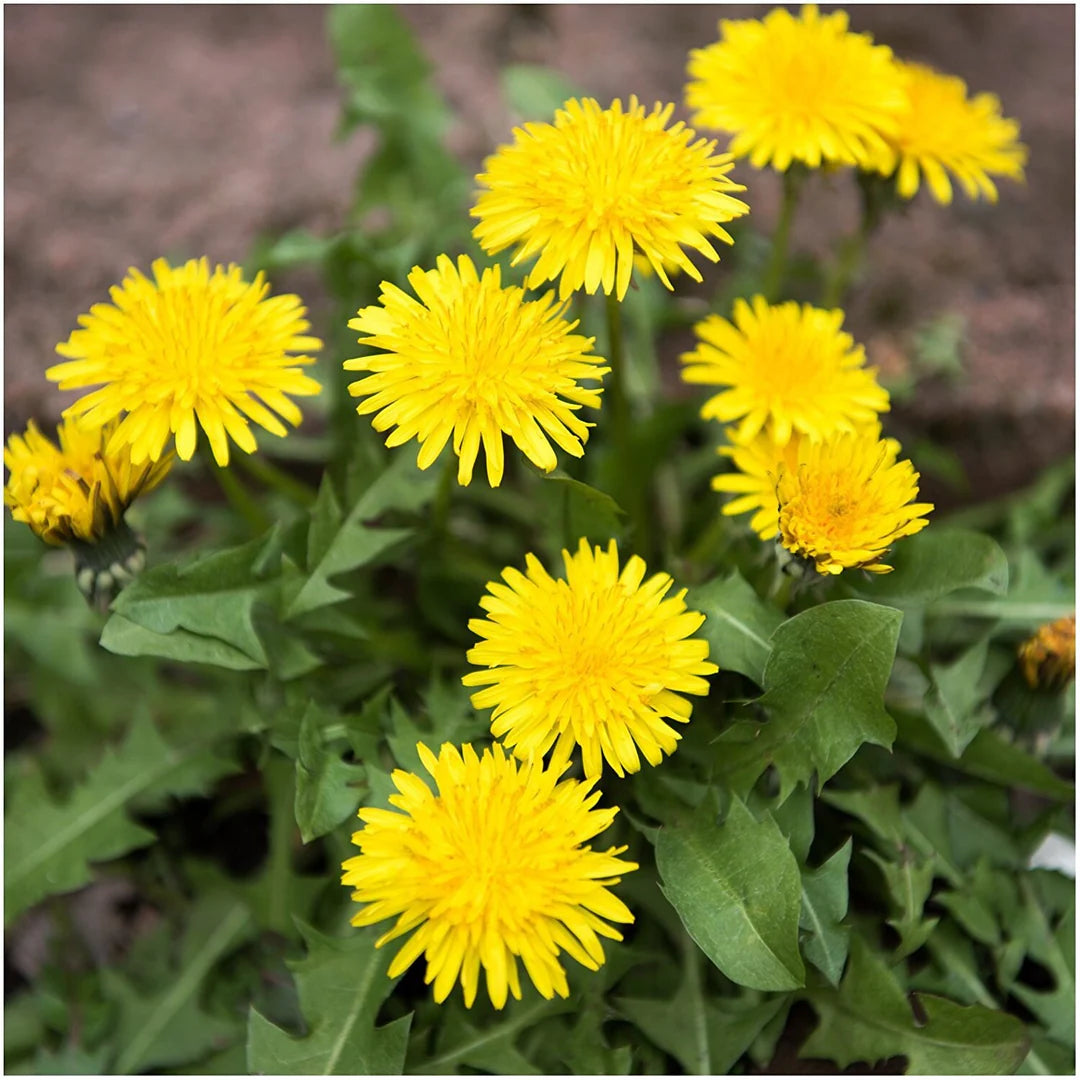 Gelb Dandelion Blumensamen zur Aussaat – ideal Rabatten – Traditionssorte & ohne Gentechnik Samen Hausgarten