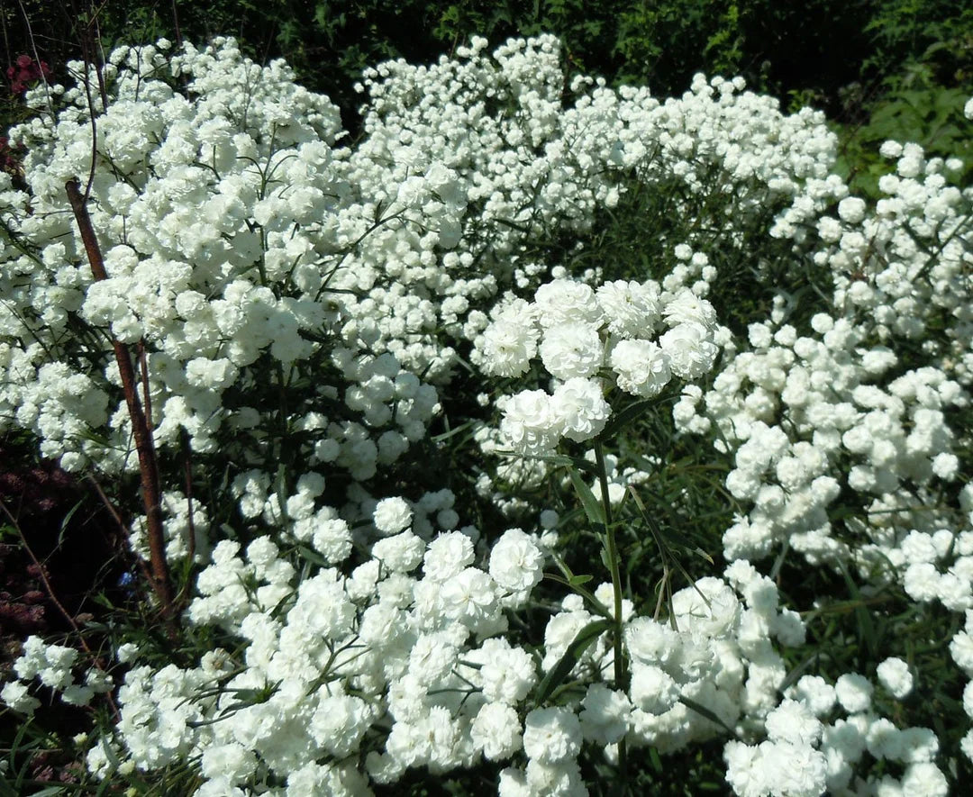 Weiß Pellitory Blumensamen zur Aussaat – hochwertige Qualitäts- – Traditionssorte & ohne Gentechnik Samen Hausgarten