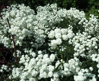 Weiß Pellitory Blumensamen zur Aussaat – hochwertige Qualitäts- – Traditionssorte & ohne Gentechnik Samen Hausgarten
