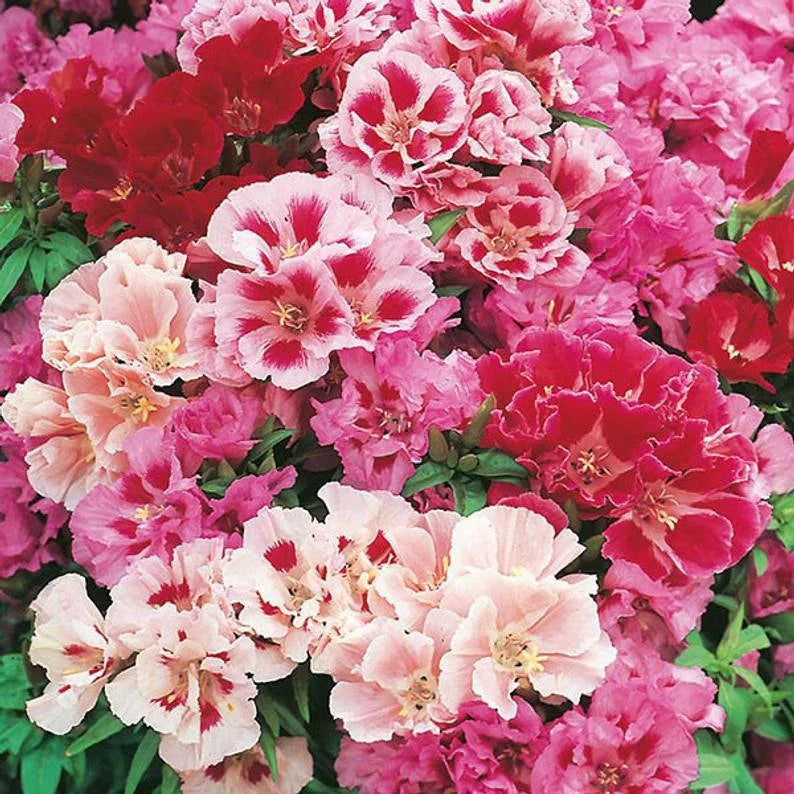 Gemischt Godetia Grandiflora Monarch Blumensamen zur Aussaat – sonnenliebend – Traditionssorte & ohne Gentechnik Samen Hausgarten