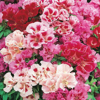 Gemischt Godetia Grandiflora Monarch Blumensamen zur Aussaat – sonnenliebend – Traditionssorte & ohne Gentechnik Samen Hausgarten