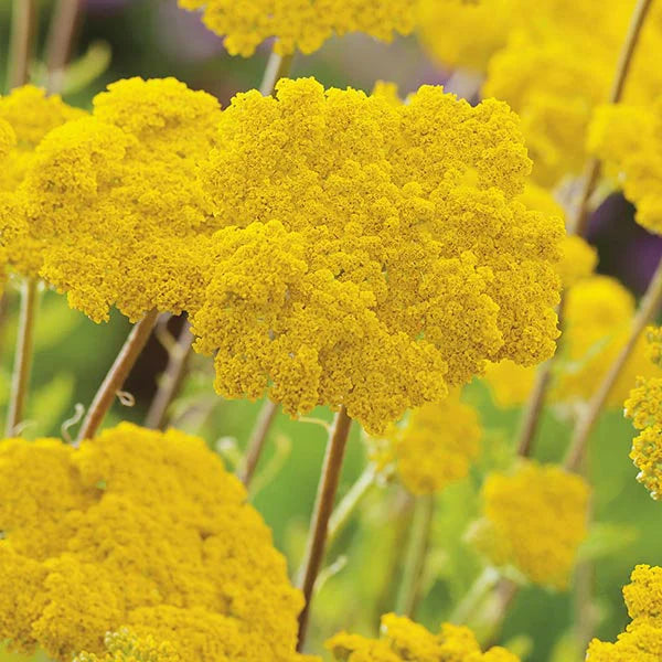 Gelb Achillea Blumensamen zur Aussaat – leuchtend Blüten – Traditionssorte & ohne Gentechnik Samen Hausgarten