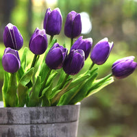 tief Lila Tulpe Blumensamen zur Aussaat leuchtend Blüten Traditionssorte & ohne Gentechnik Samen Hausgarten