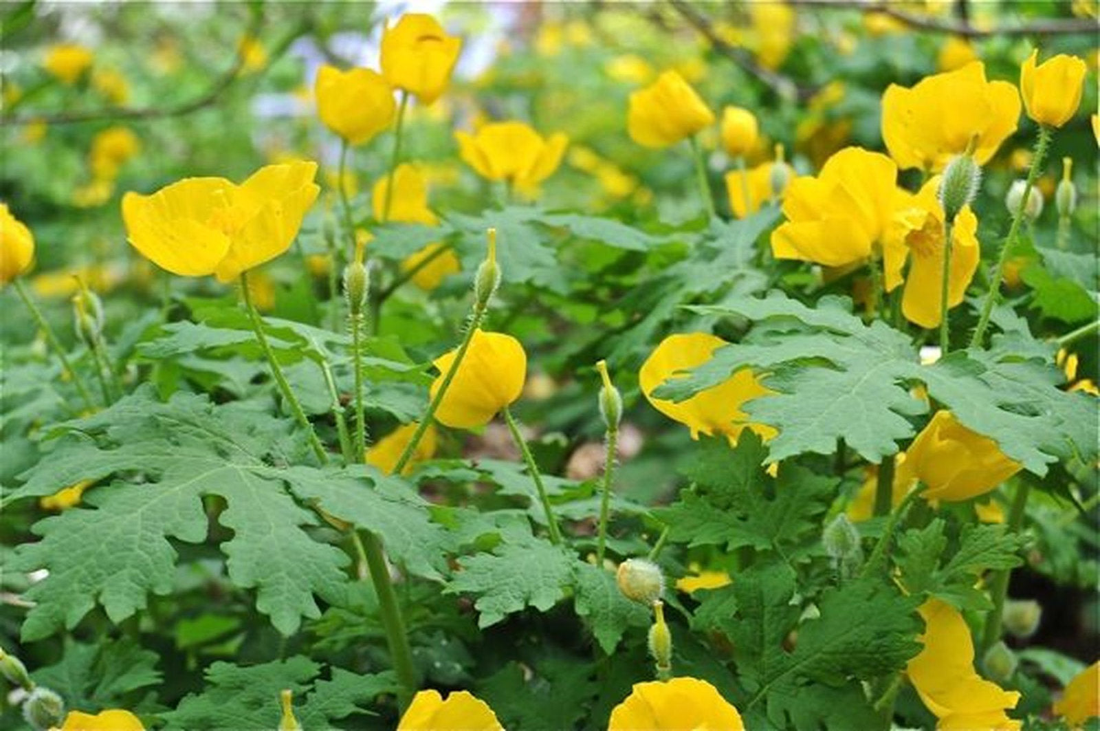 Chelidonium Celandine Blumensamen zur Aussaat – Bestäuber freundlich – Traditionssorte & ohne Gentechnik Samen Hausgarten