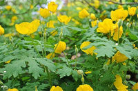 Chelidonium Celandine Blumensamen zur Aussaat – Bestäuber freundlich – Traditionssorte & ohne Gentechnik Samen Hausgarten