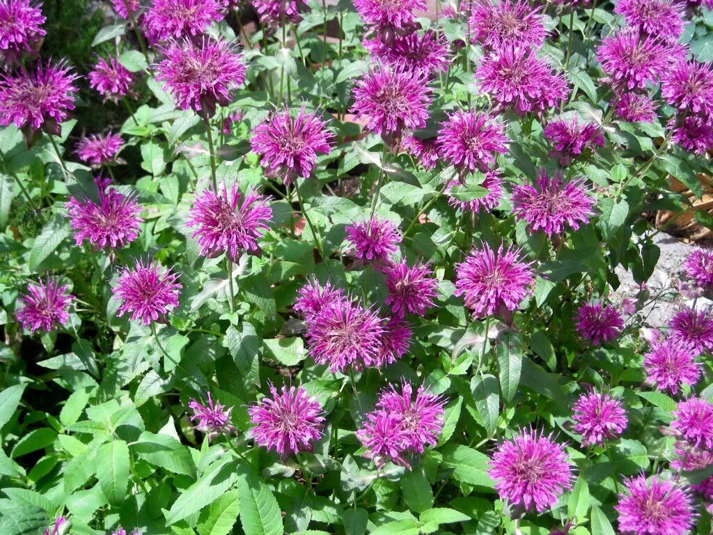 Monarda (monarda blume) samen for anpflanzung in home garten