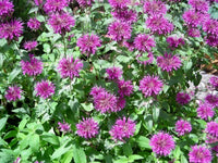 Monarda (monarda blume) samen for anpflanzung in home garten