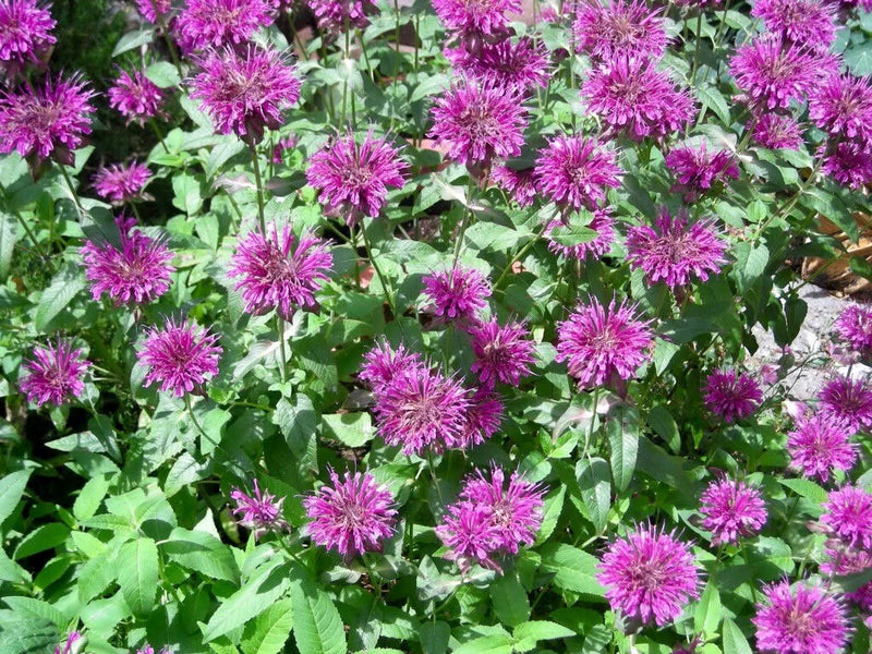 Monarda (monarda blume) samen for anpflanzung in home garten