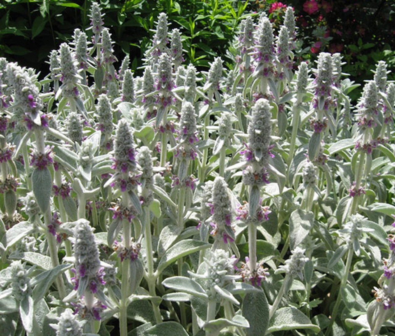 Stachys Blumensamen zur Aussaat – Garten beliebt – Traditionssorte & ohne Gentechnik Samen Hausgarten