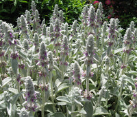 Stachys Blumensamen zur Aussaat – Garten beliebt – Traditionssorte & ohne Gentechnik Samen Hausgarten