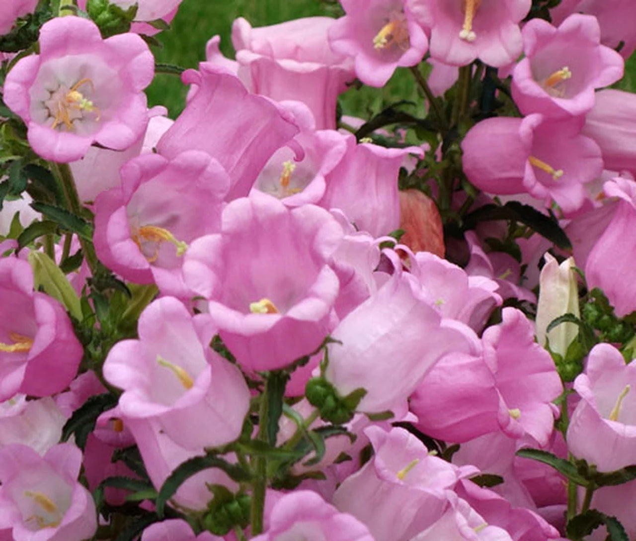 hell Rosa Canterbury Bells Blumensamen zur Aussaat robust Sorte Traditionssorte & ohne Gentechnik Samen Hausgarten
