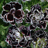 Schwarz Weiß Nelke Blumensamen zur Aussaat – duftend Blüten – Traditionssorte & ohne Gentechnik Samen Hausgarten