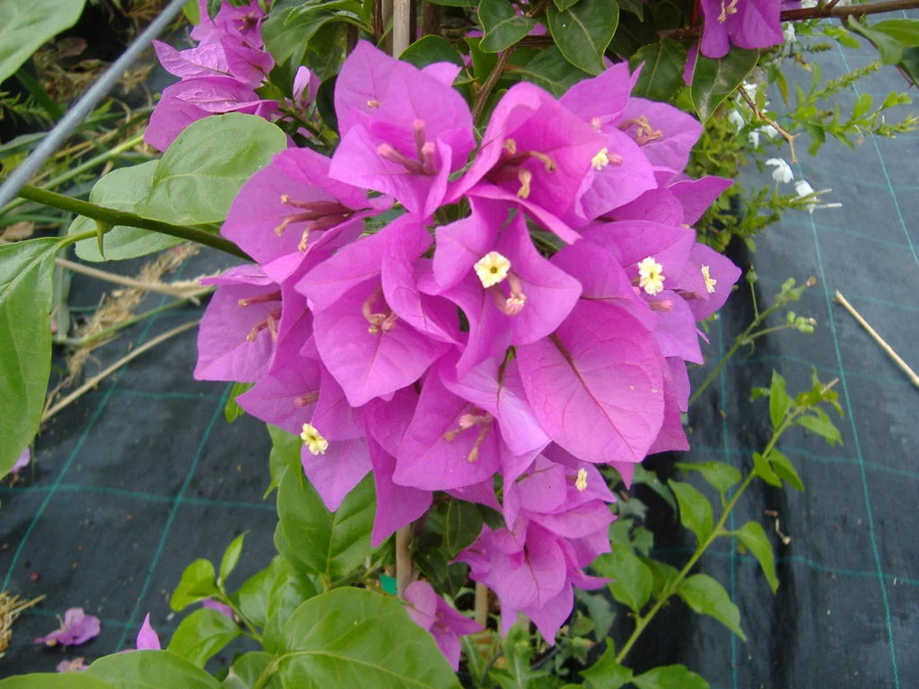 Drillingsblume Glabra s Blumensamen zur Aussaat Schnitt Blume beliebt Traditionssorte & ohne Gentechnik Samen Hausgarten
