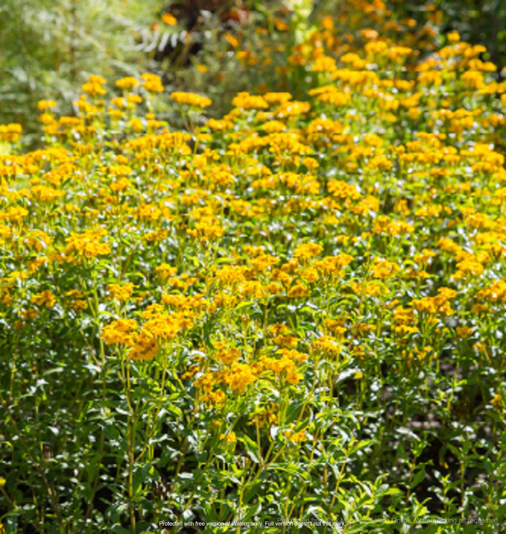Mint Studentenblume Blumensamen zur Aussaat Halbschatten verträglich Traditionssorte & ohne Gentechnik Samen Hausgarten