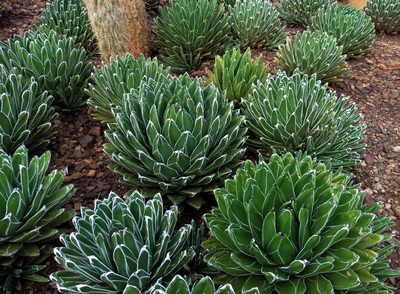 Grün Agave Victoria Regina Blumensamen zur Aussaat – ideal Rabatten – Traditionssorte & ohne Gentechnik Samen Hausgarten