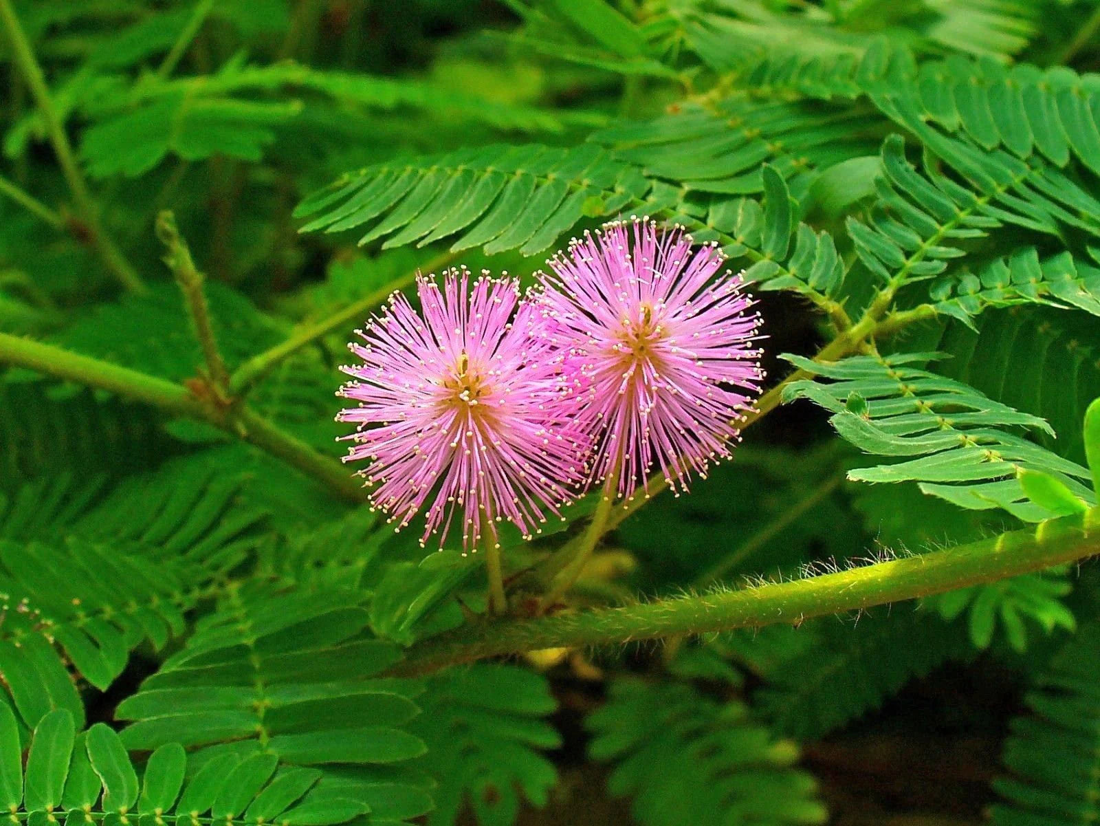 Mimosa Pudica – Touch me not – Lajalu – Sensitive Pflanze Samen zur Aussaat – Schnitt Blume beliebt – Traditionssorte & ohne Gentechnik Samen Hausgarten