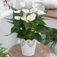 Weiß (weiß anthurium) samen for anpflanzung in home garten