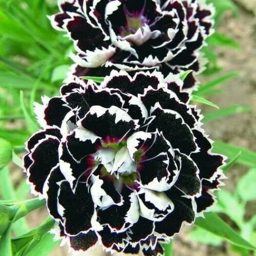 Carnations schwarz blume samen for anpflanzung - drought tolerant, heirloom & gmo free samen for home garten
 
 sale samen for anpflanzung in home garten