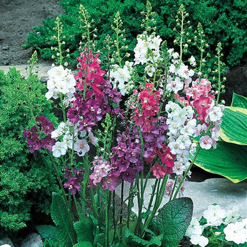 Gemischt Verbascum Blumensamen zur Aussaat – Wildblume Mischung – Traditionssorte & ohne Gentechnik Samen Hausgarten