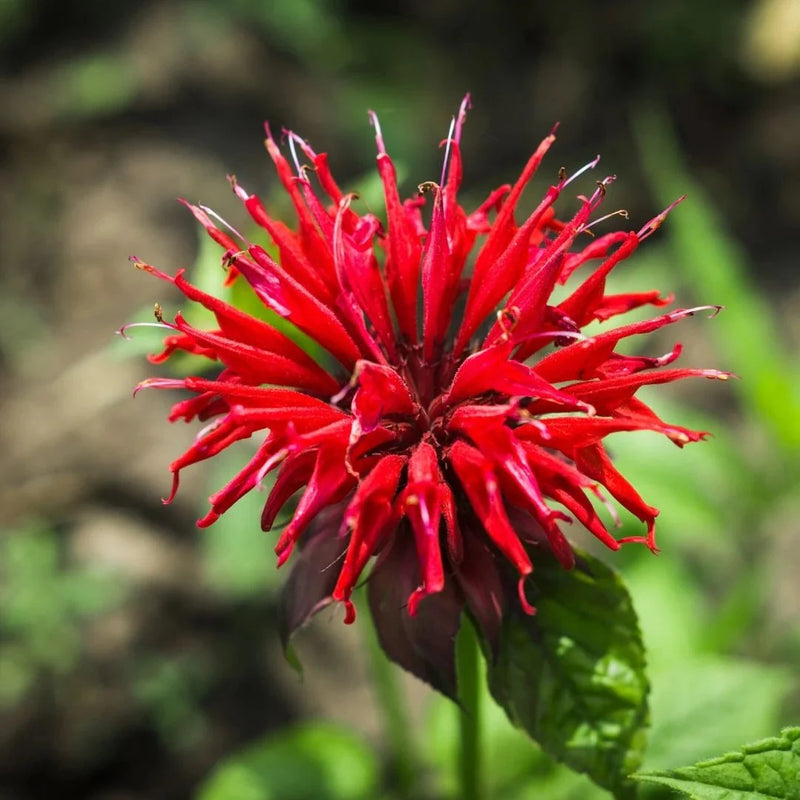Monarda Blumensamen zur Aussaat Drought verträglich Traditionssorte & ohne Gentechnik Samen Hausgarten