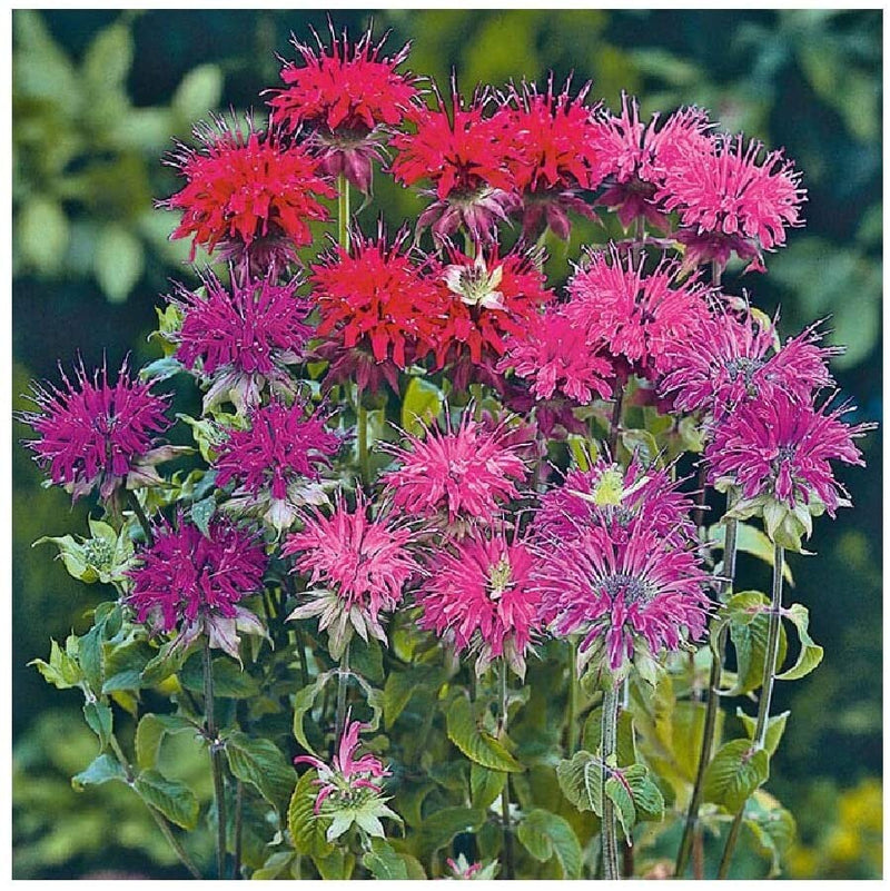 Monarda bee balm mix samen for pollinator-friendly blumen